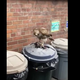 Illustration for article titled Deadspin Nature Moment: A Hawk Eating A Pigeon On Top Of A Trash Can